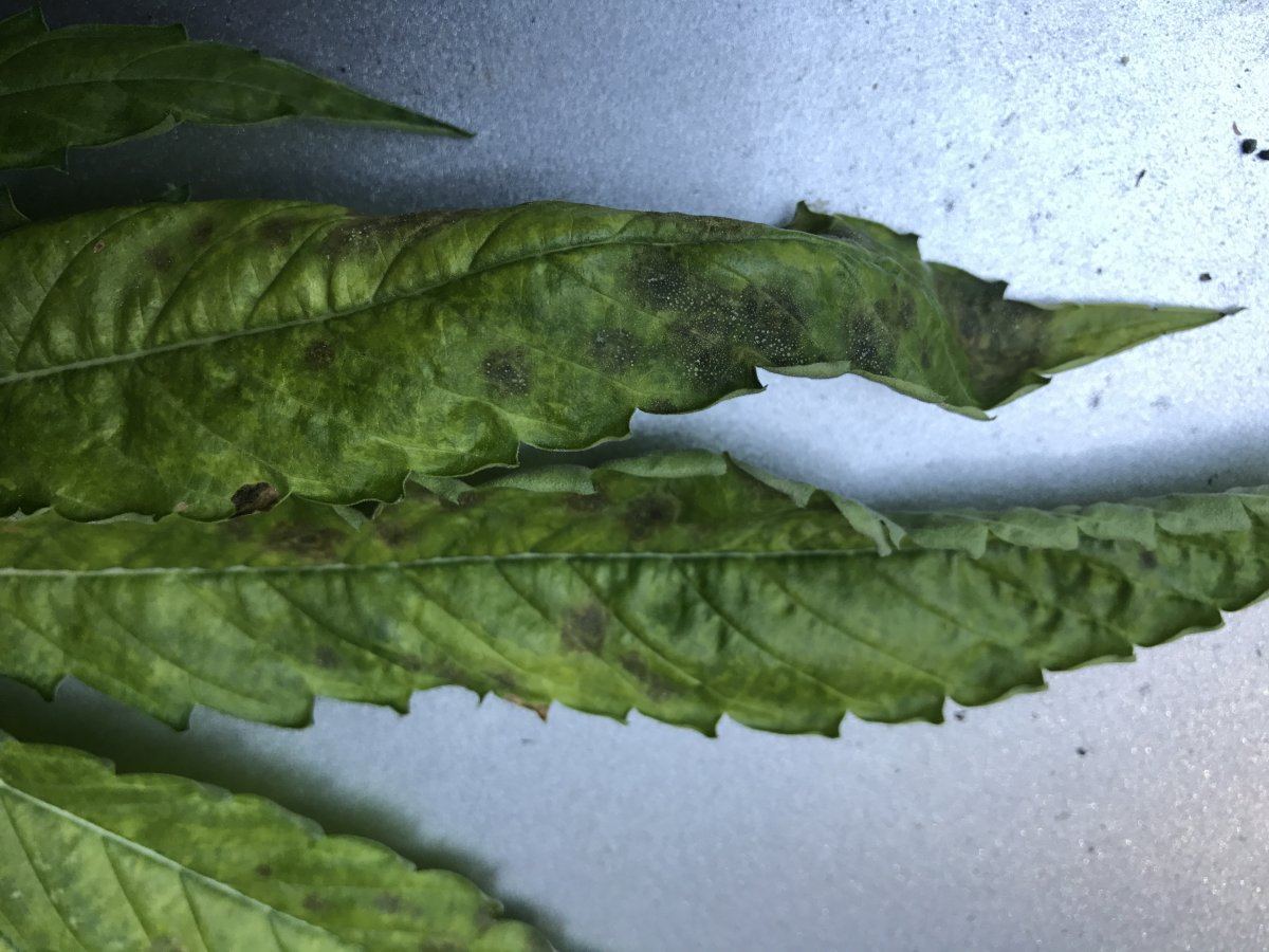 Is this a symptom of root rot any help greatly appreciated 7