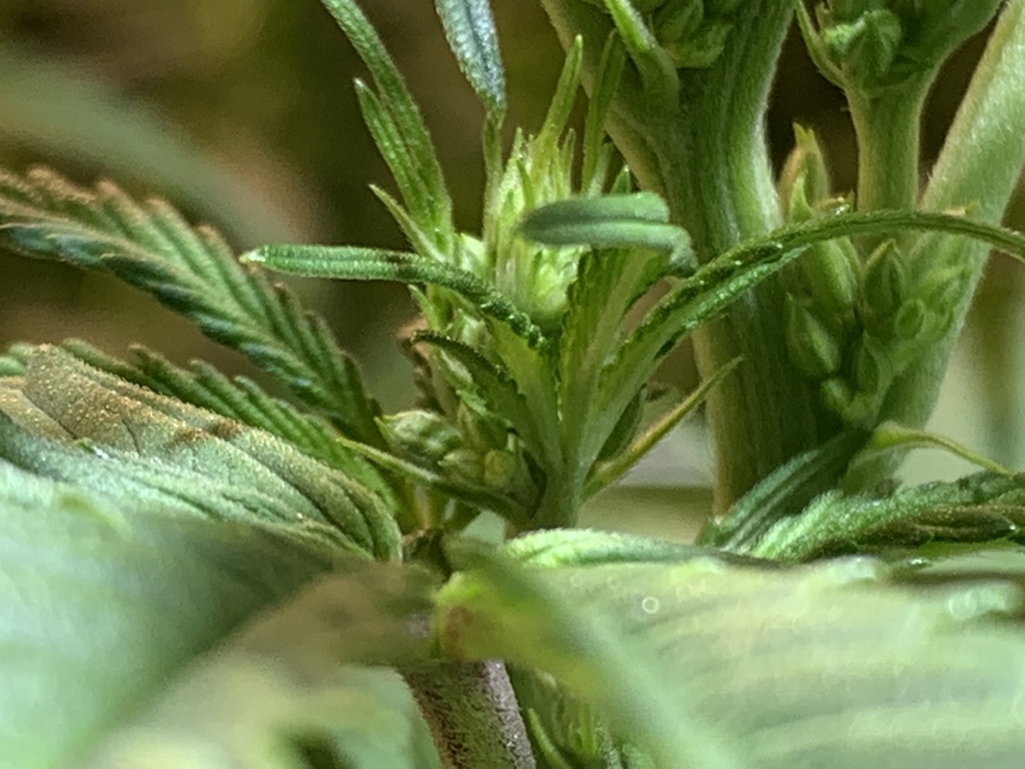 Is this afghan hash plant a herm 3