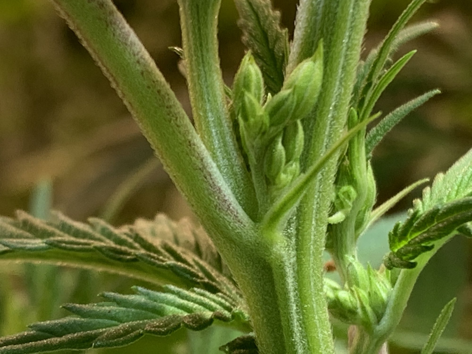 Is this afghan hash plant a herm 4