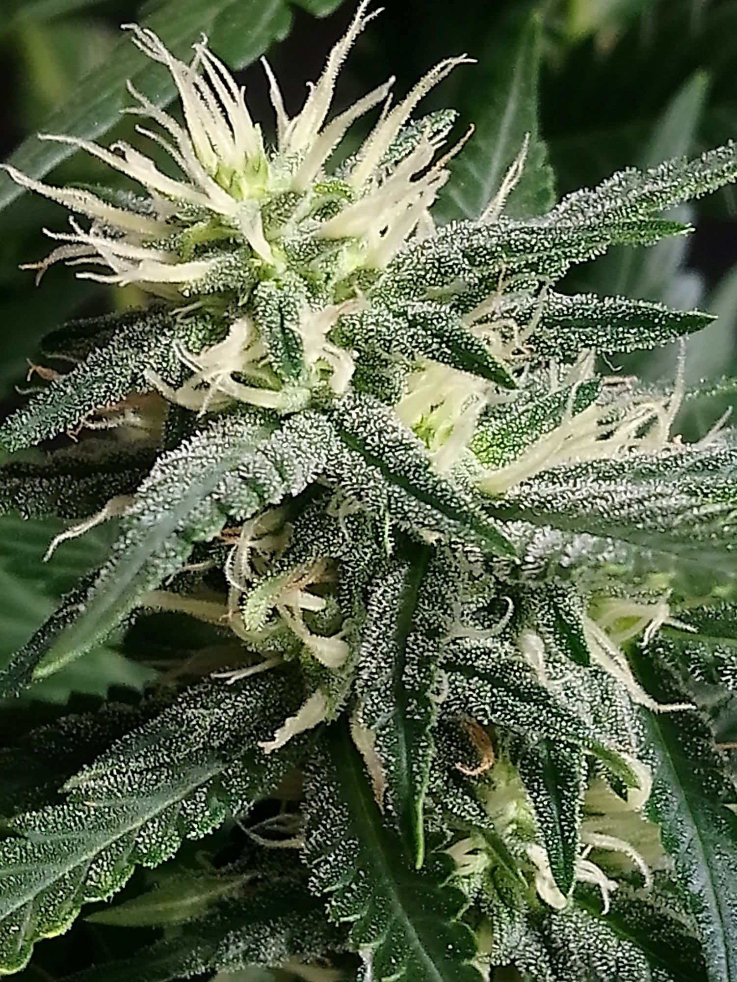 Is this almost ready 1st grow