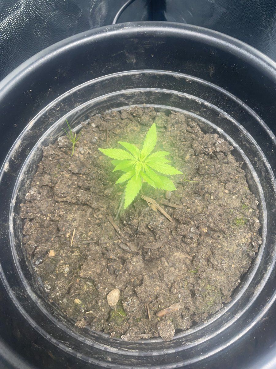 Is this bad growth for 32 days i planted 3 of the same seeds and 2 of them are pretty small b
