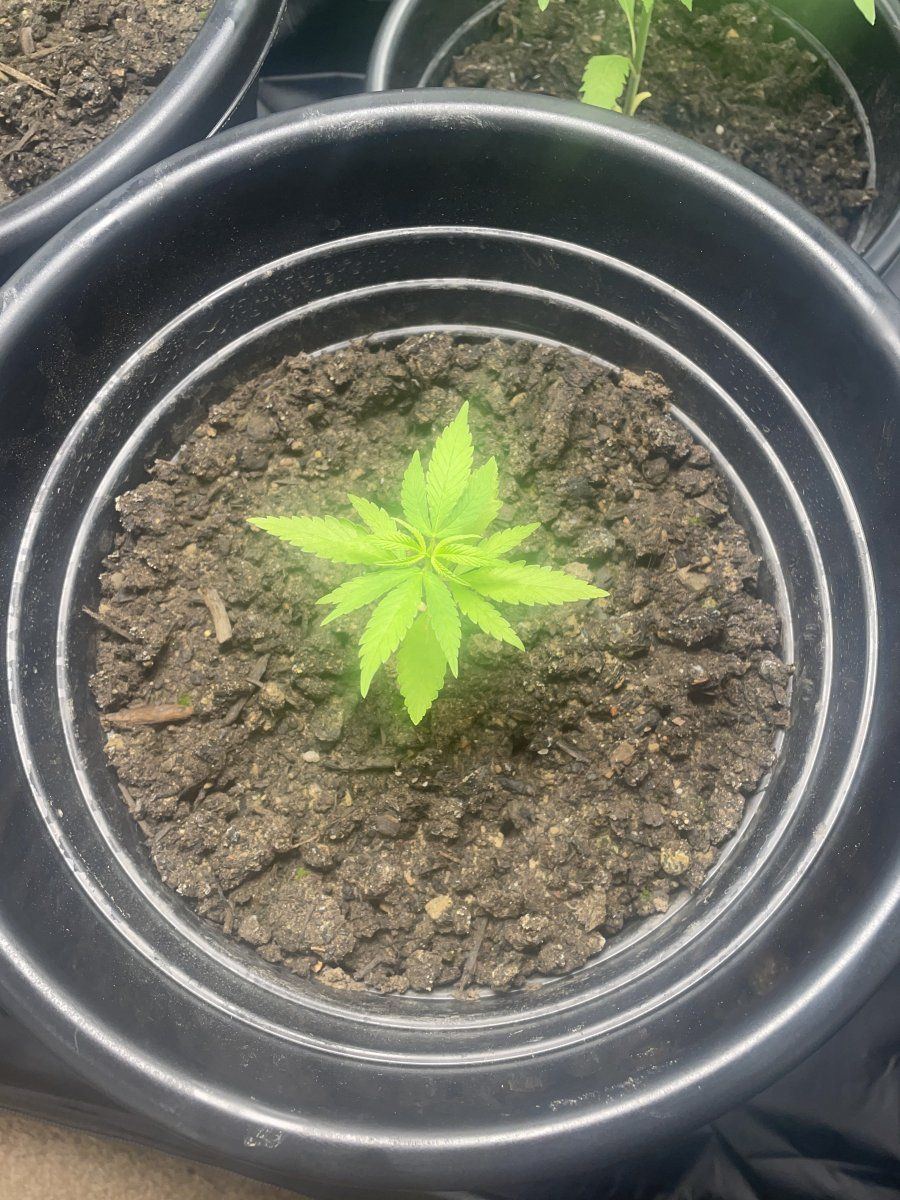 Is this bad growth for 32 days i planted 3 of the same seeds and 2 of them are pretty small bu