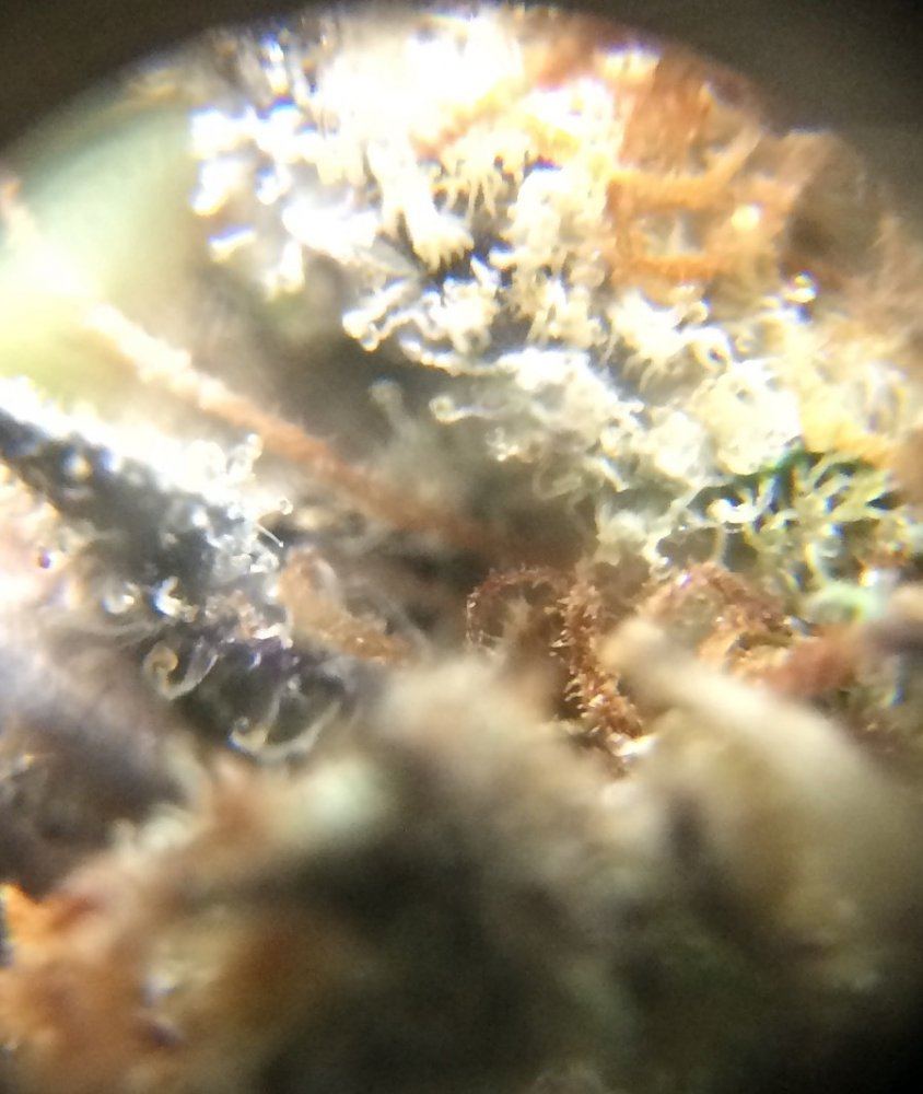Is this bud good help with dead thc or mildew 2