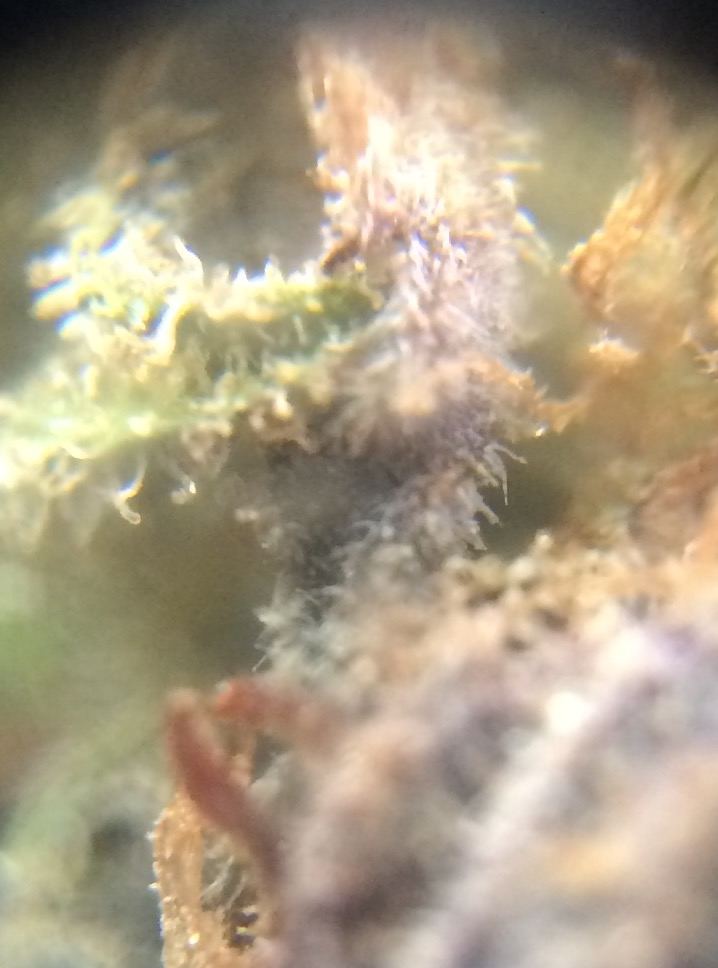 Is this bud good help with dead thc or mildew 4