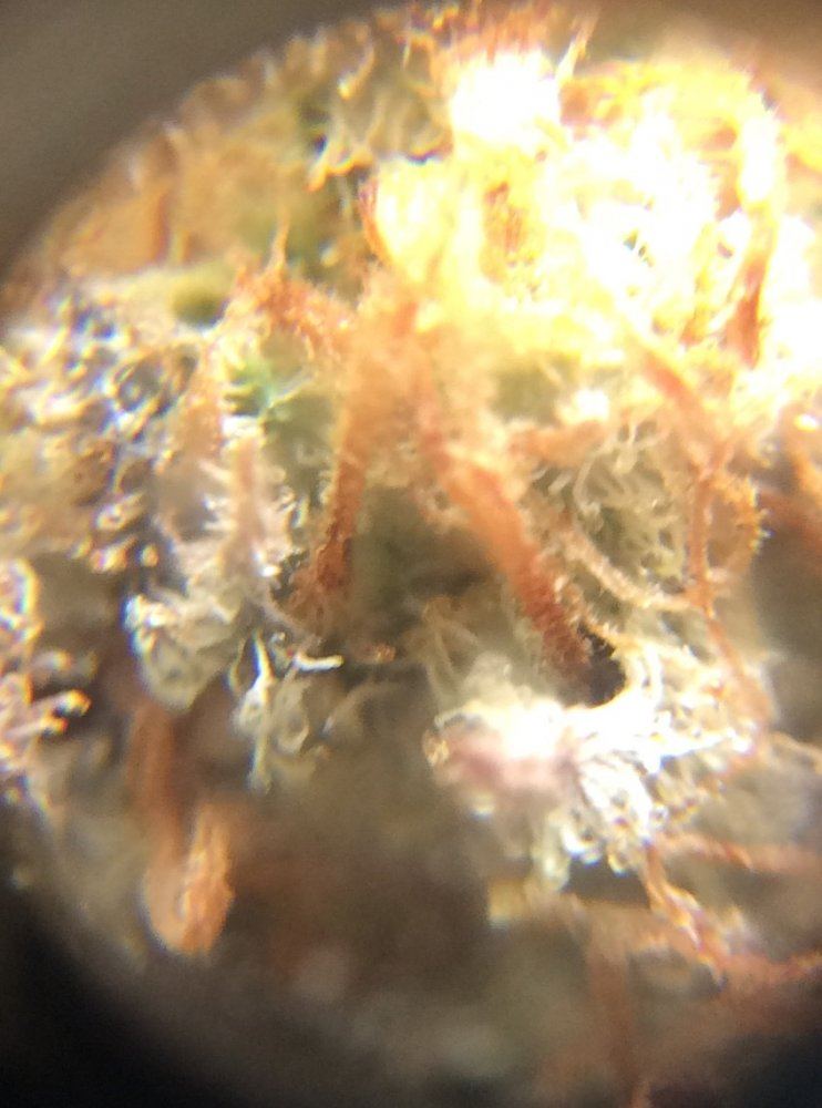 Is this bud good help with dead thc or mildew 5