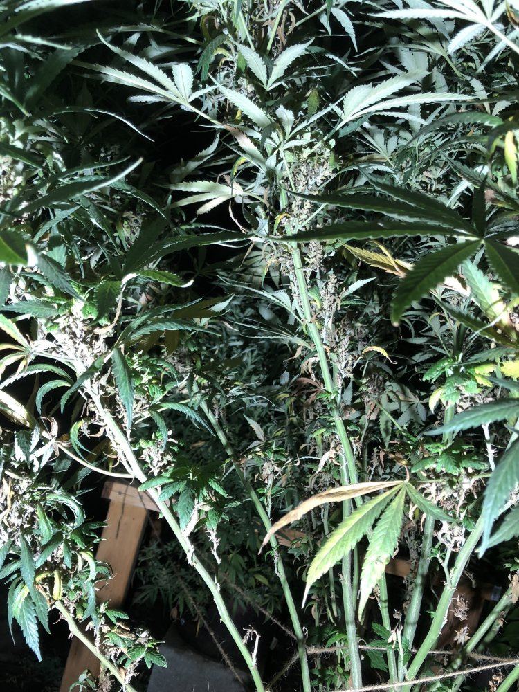 Is this bud rot 56 weeks into flowering 3