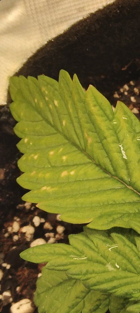 Is this cal mag deficiency or what