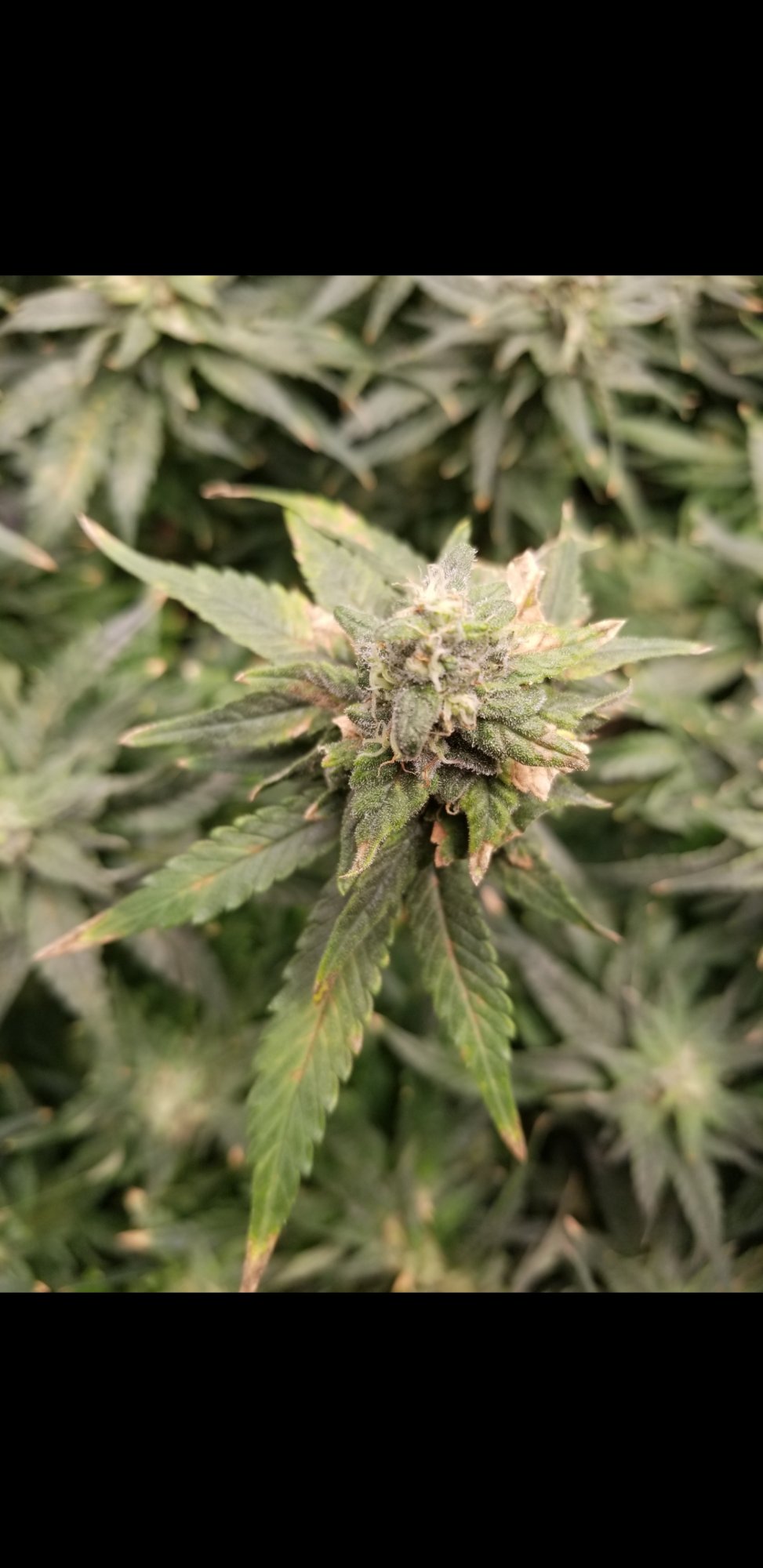 Is this calcium a deficiency 4