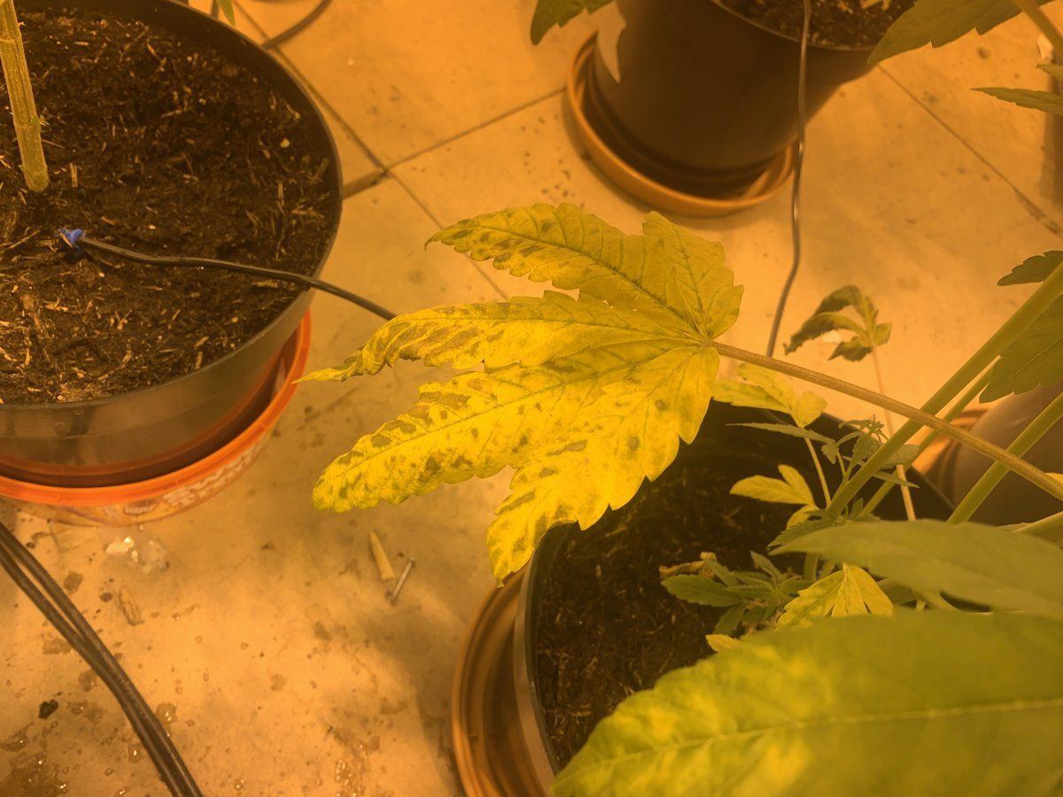 Is this calcium deficiency on my plants 4
