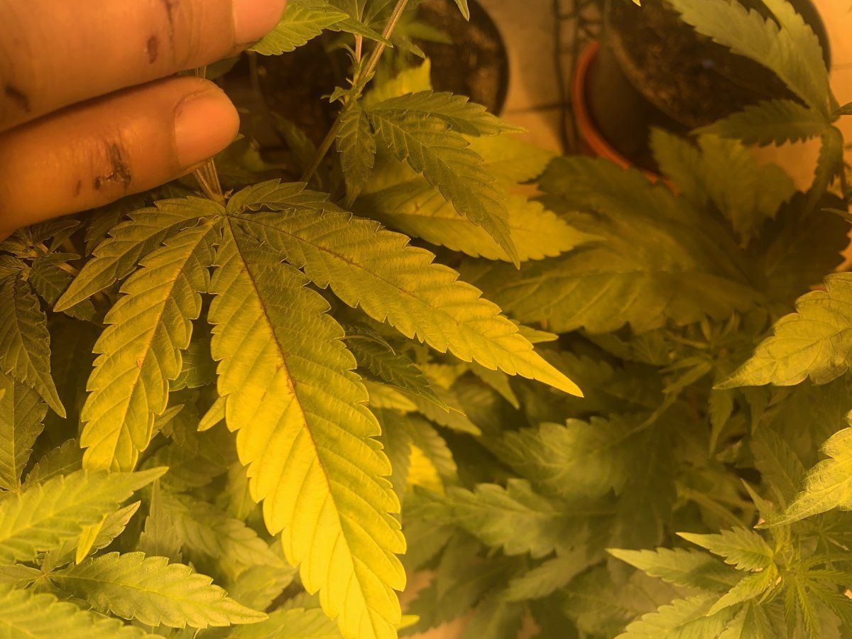 Is this calcium deficiency on my plants 6