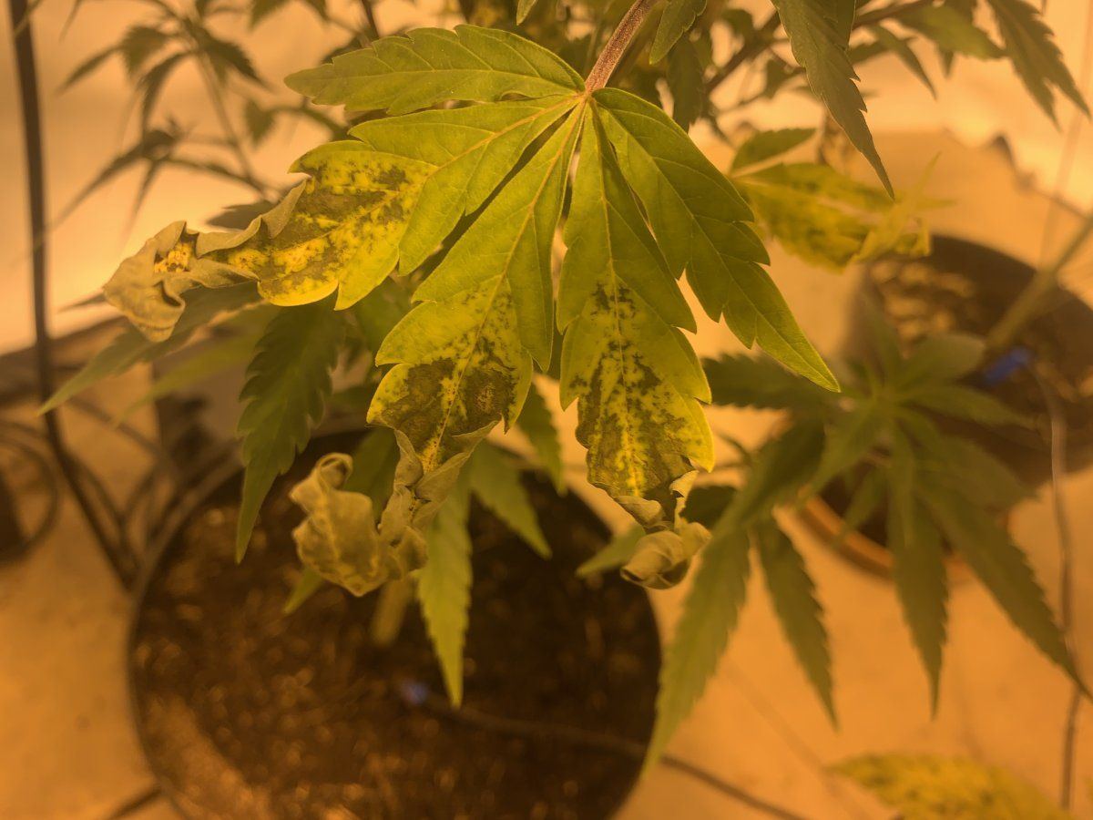 Is this calcium deficiency on my plants 7