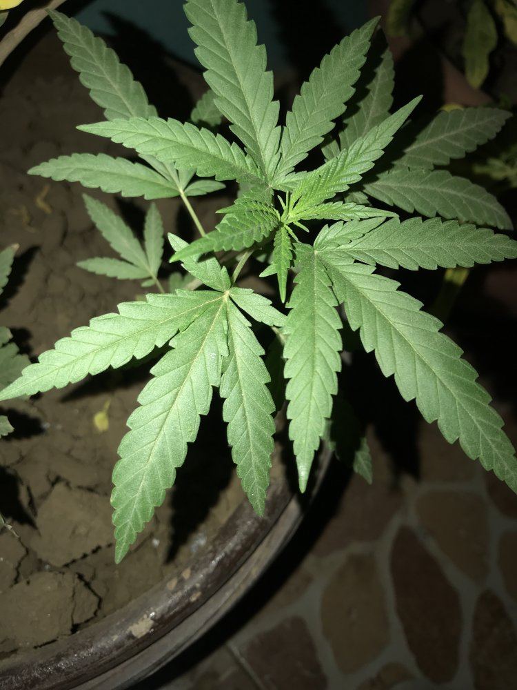 Is this cannabis ruderalis