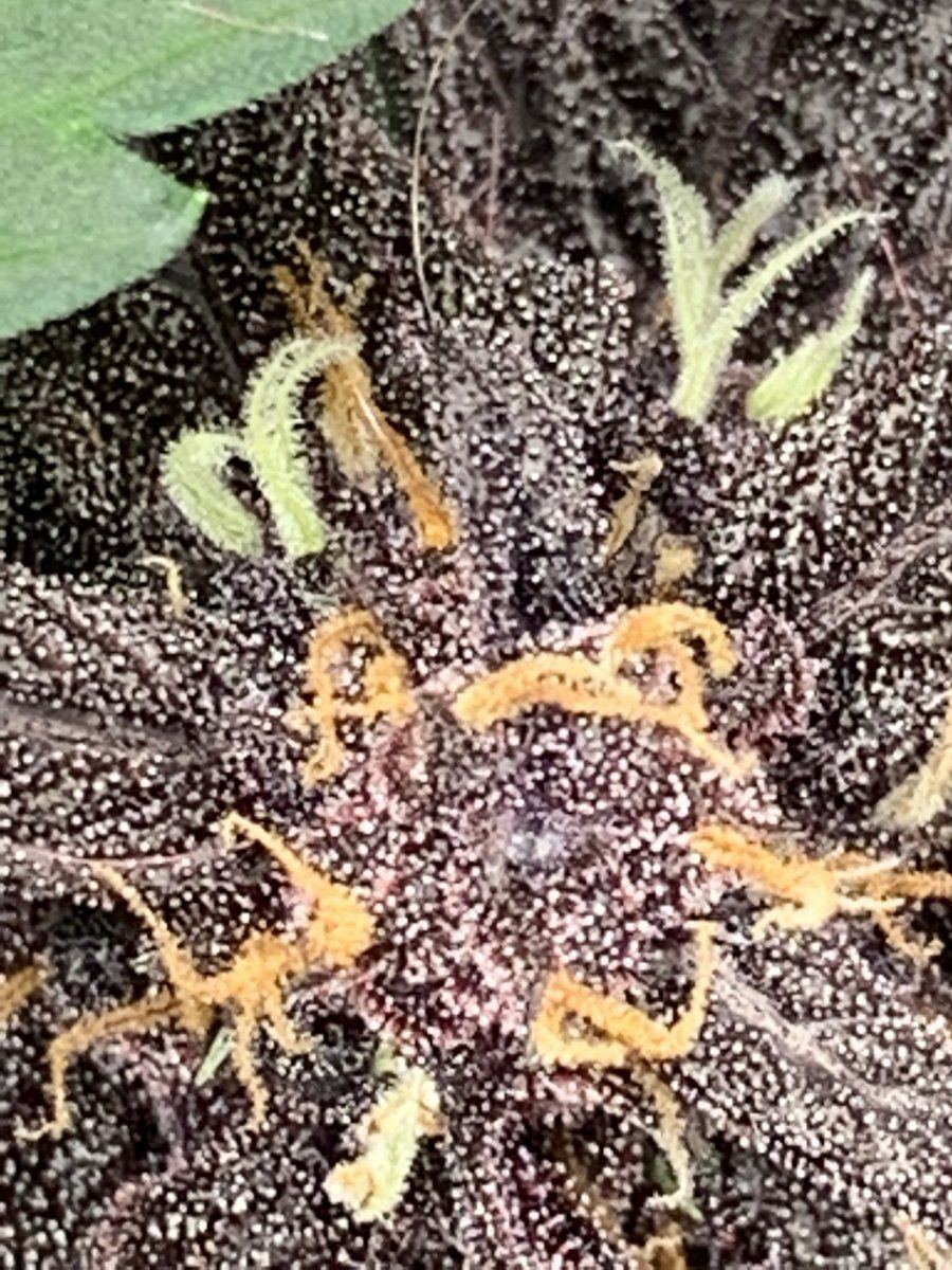 Is this cbd plant ready to chop 3