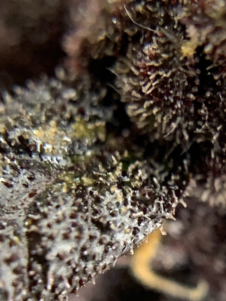 Is this cbd plant ready to chop 4