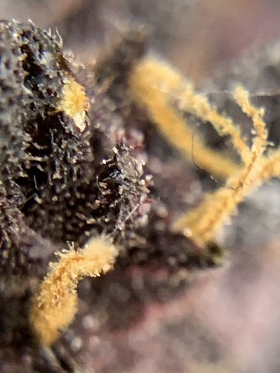 Is this cbd plant ready to chop 5