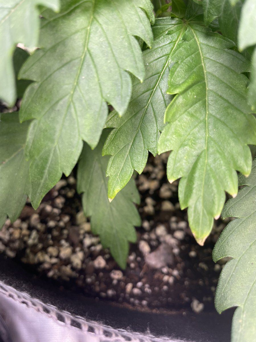Is this concerning first time grower 10