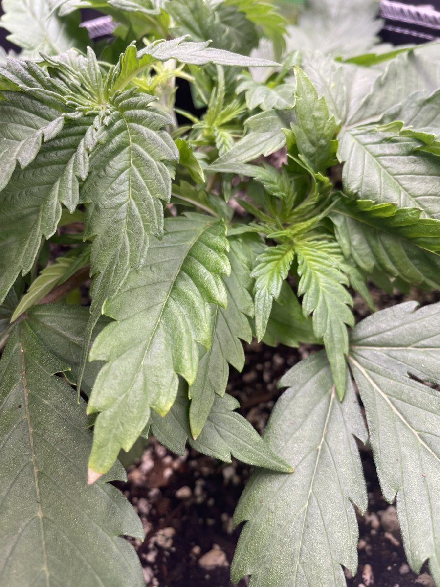 Is this concerning first time grower 11