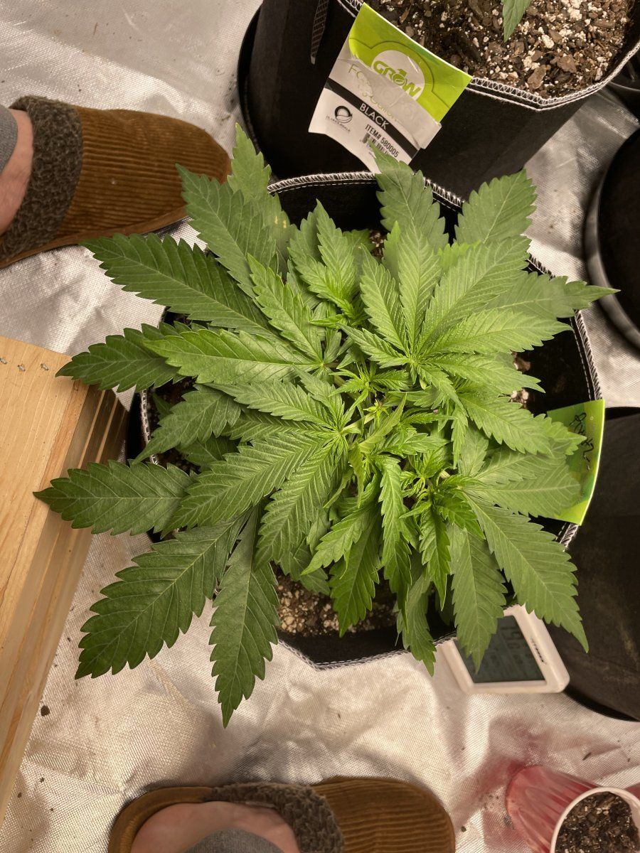 Is this concerning first time grower 13