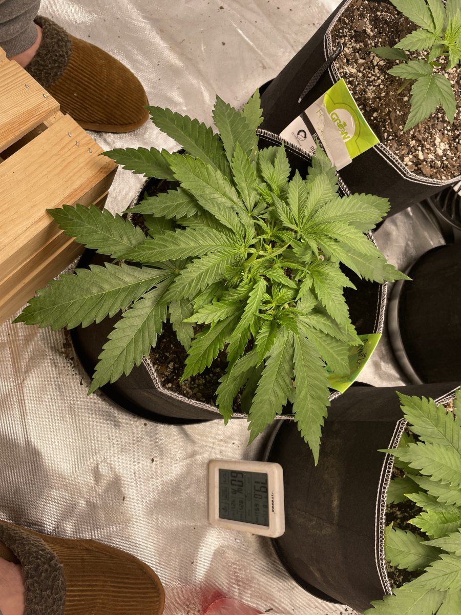 Is this concerning first time grower 14