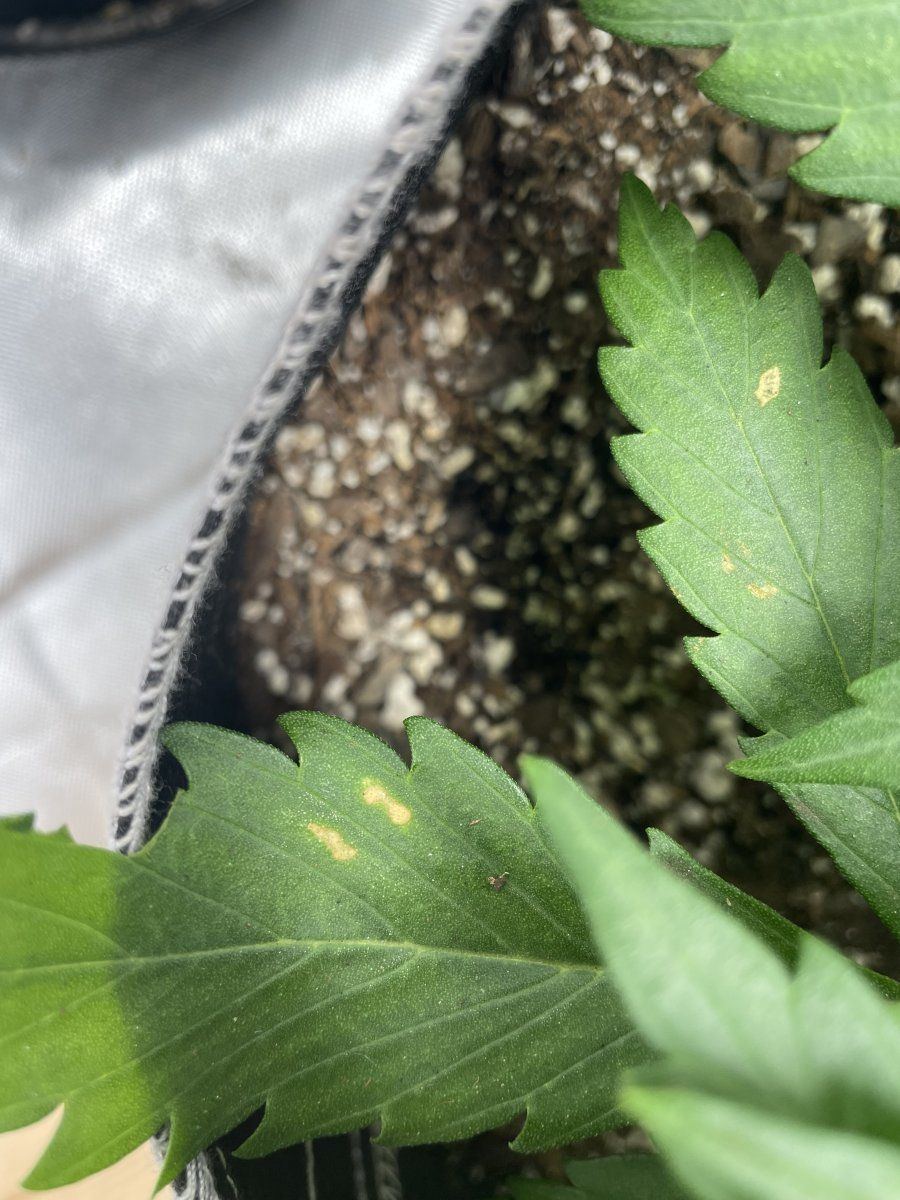 Is this concerning first time grower 15