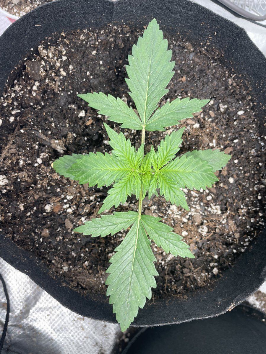 Is this concerning first time grower 16