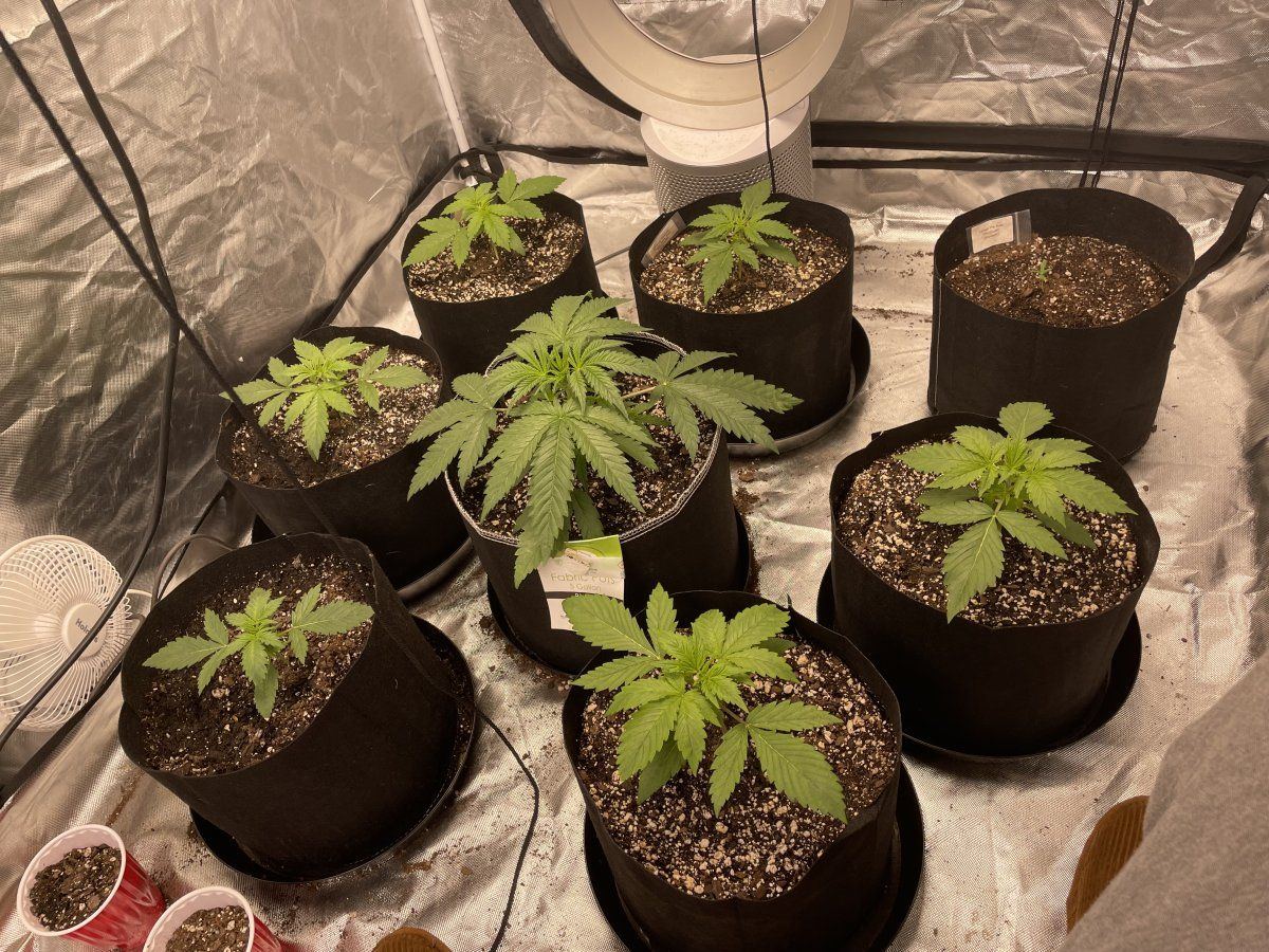 Is this concerning first time grower 17
