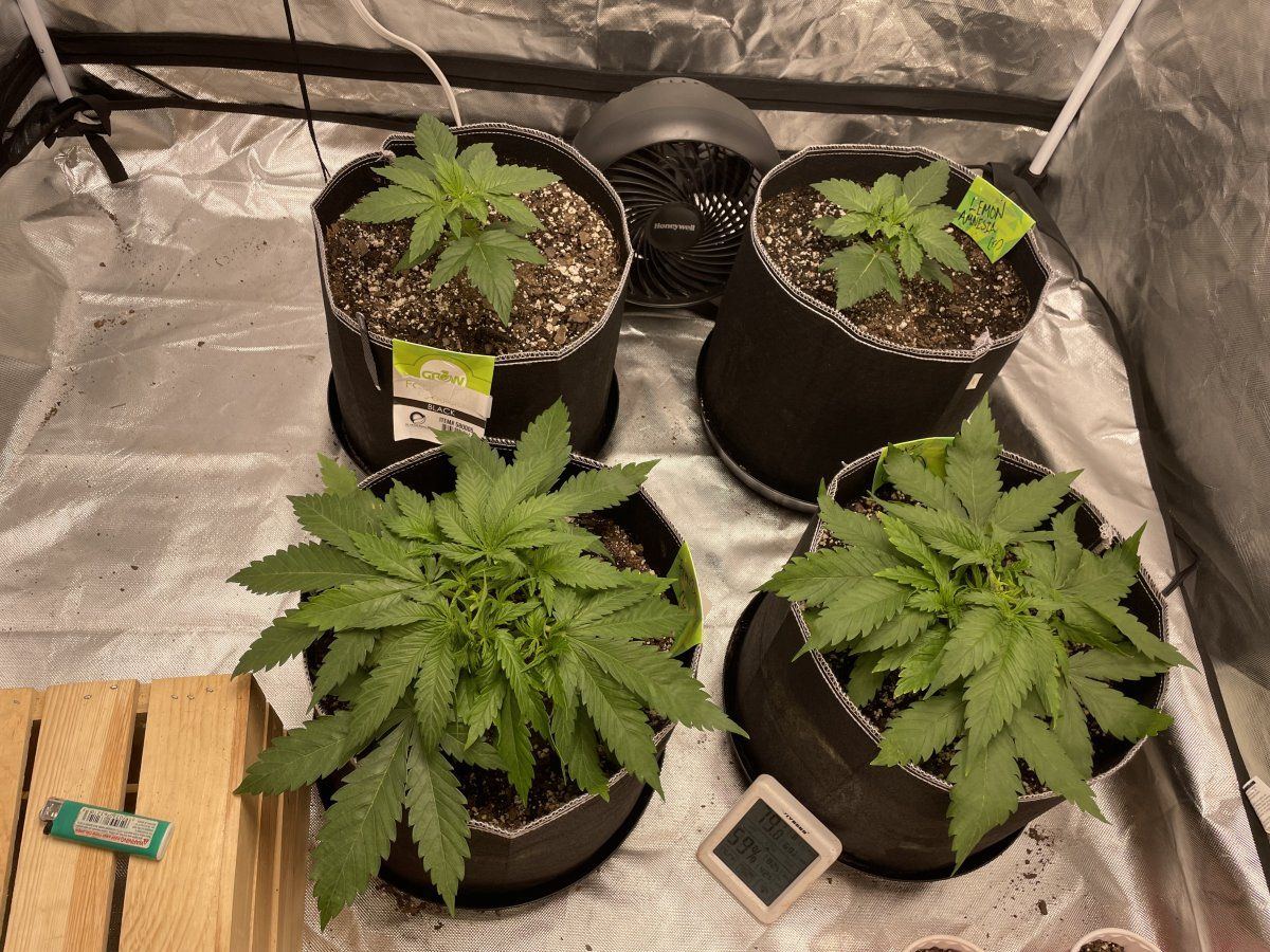 Is this concerning first time grower 18