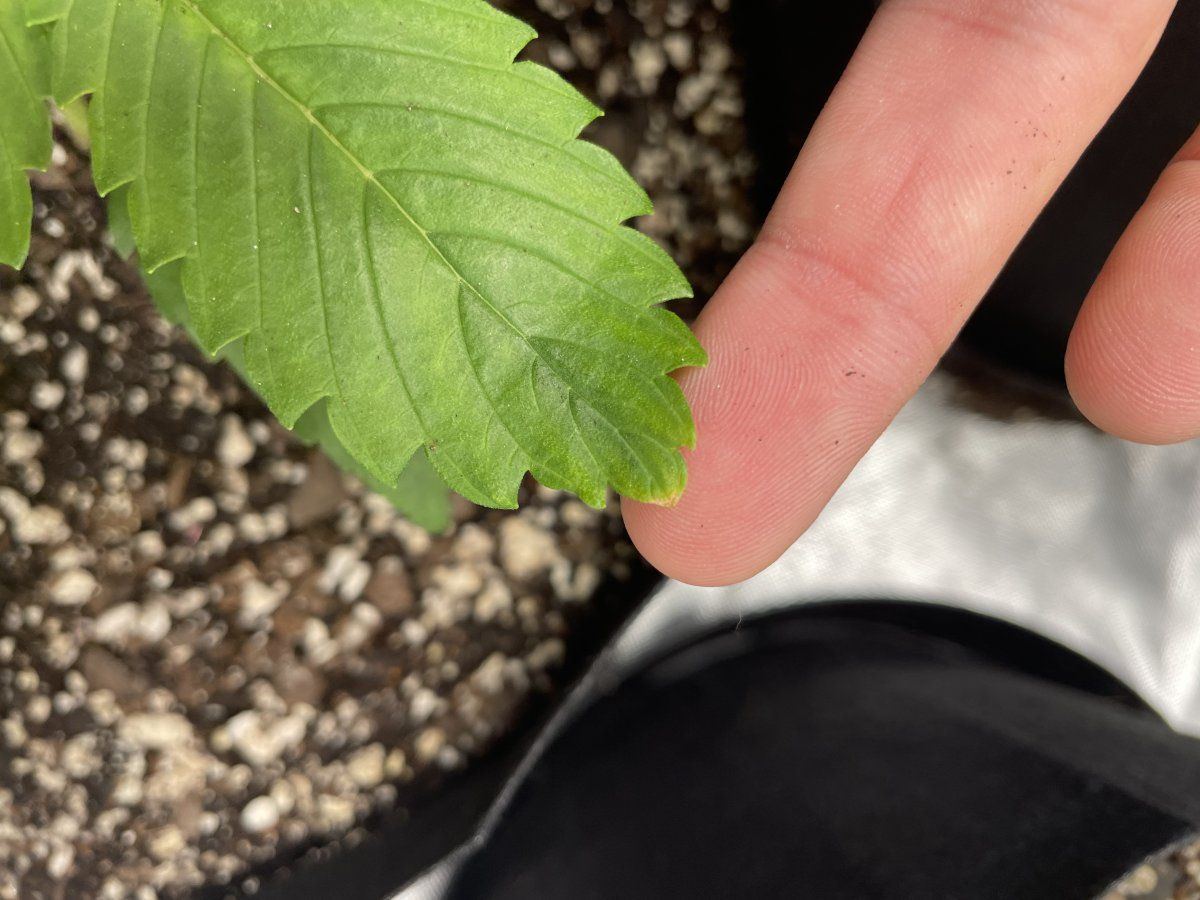 Is this concerning first time grower 2
