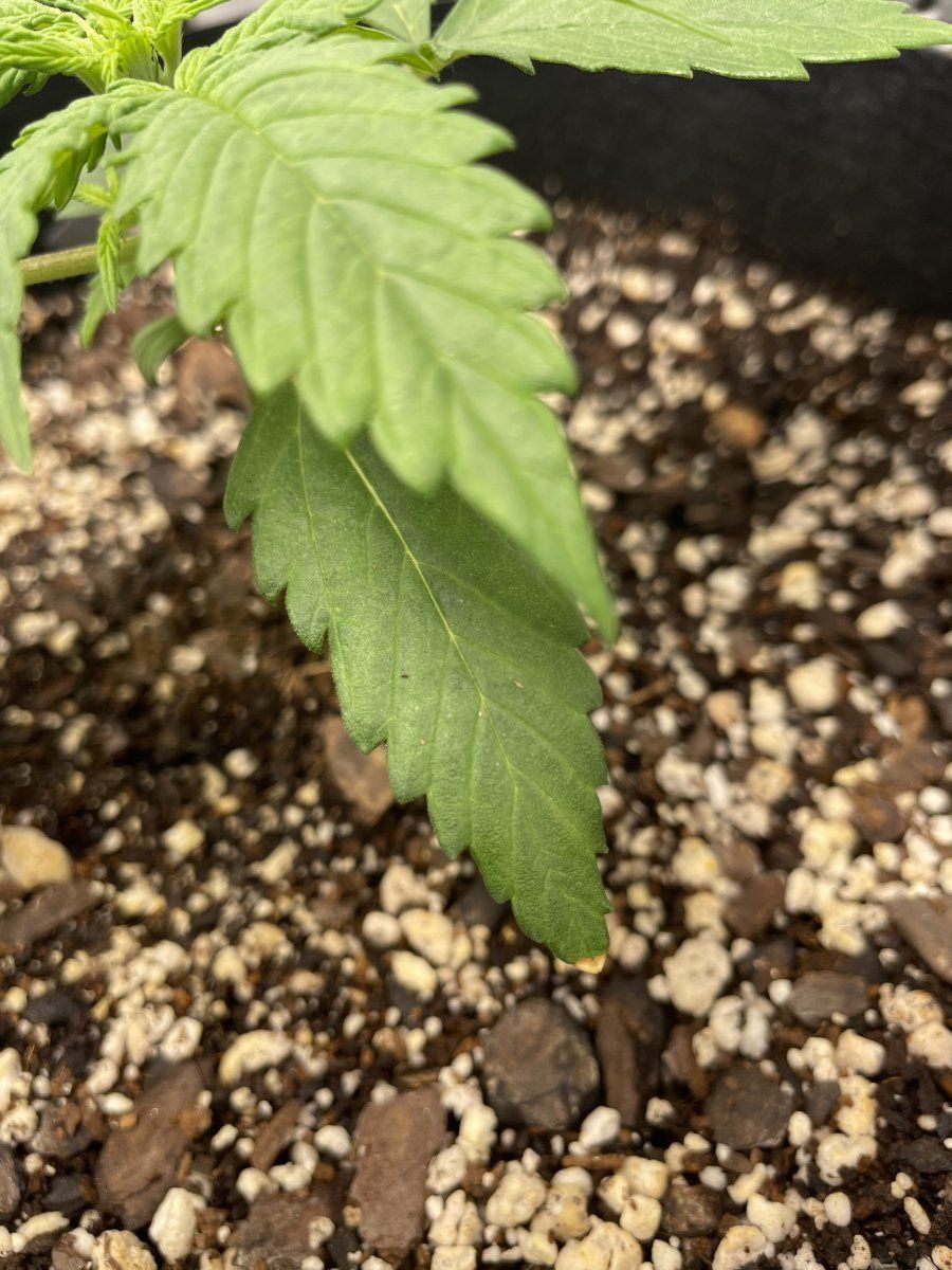 Is this concerning first time grower 3