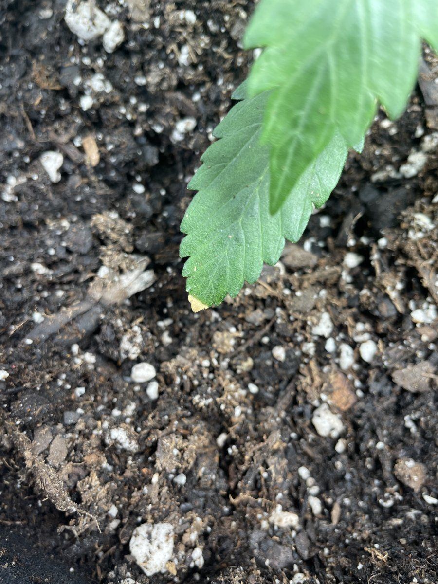 Is this concerning first time grower 4