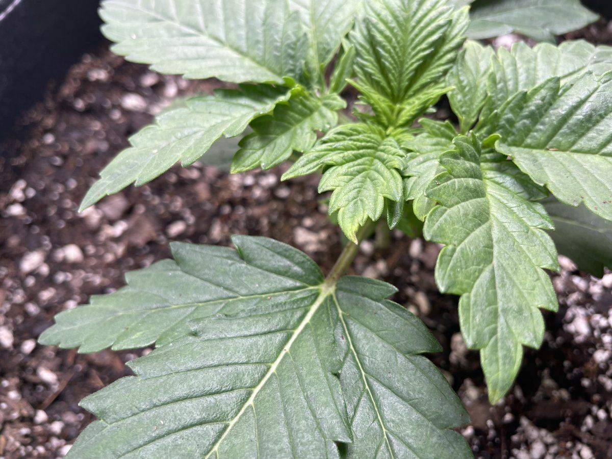 Is this concerning first time grower 5