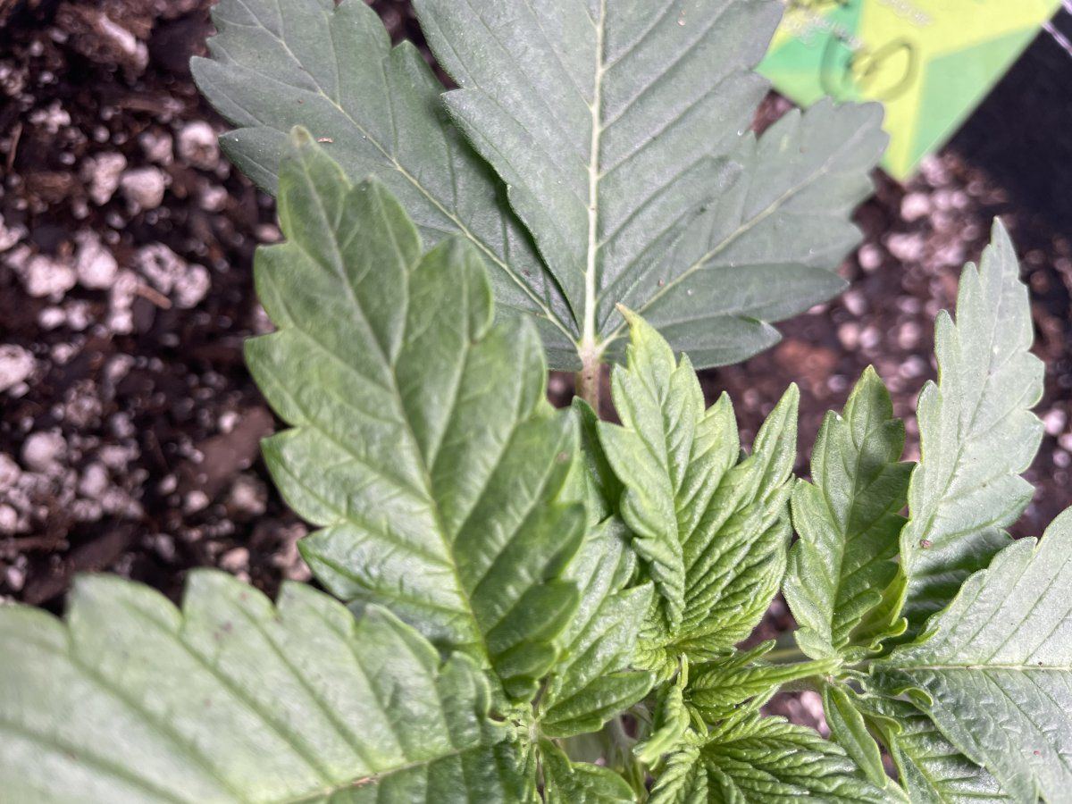 Is this concerning first time grower 6