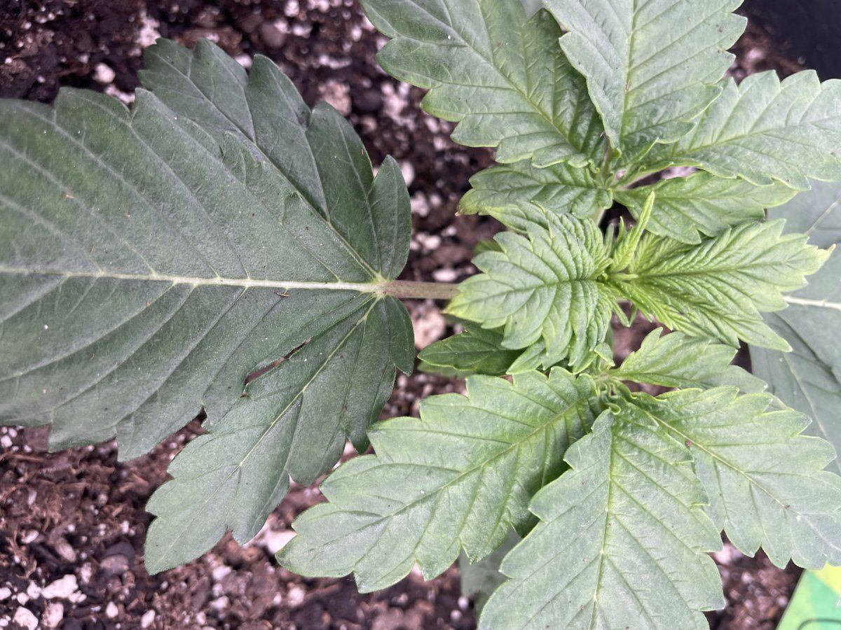 Is this concerning first time grower 7