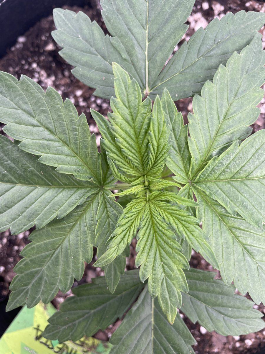 Is this concerning first time grower 8