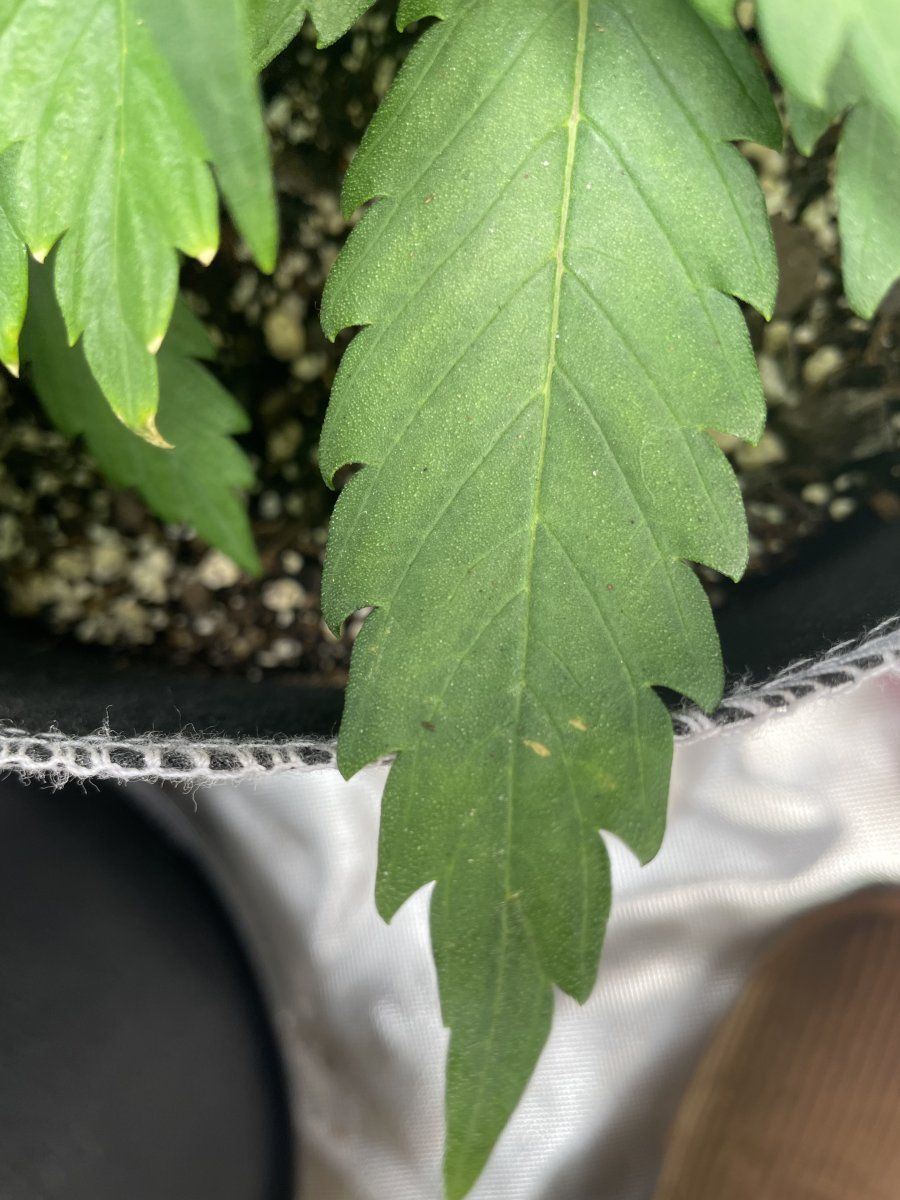 Is this concerning first time grower 9