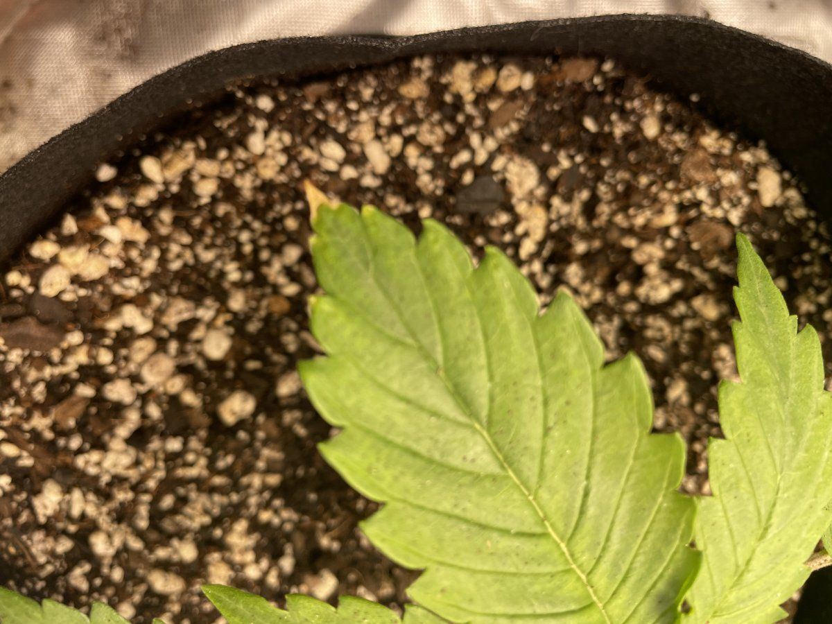 Is this concerning first time grower