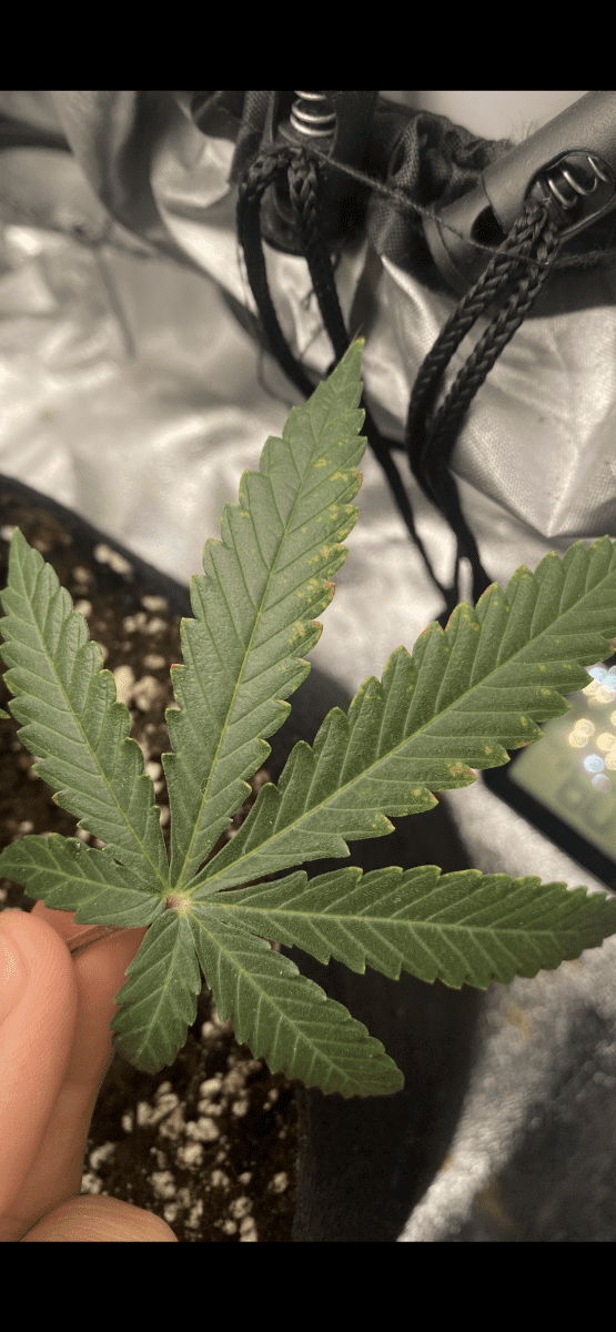 Is this deficiency or toxicity 2