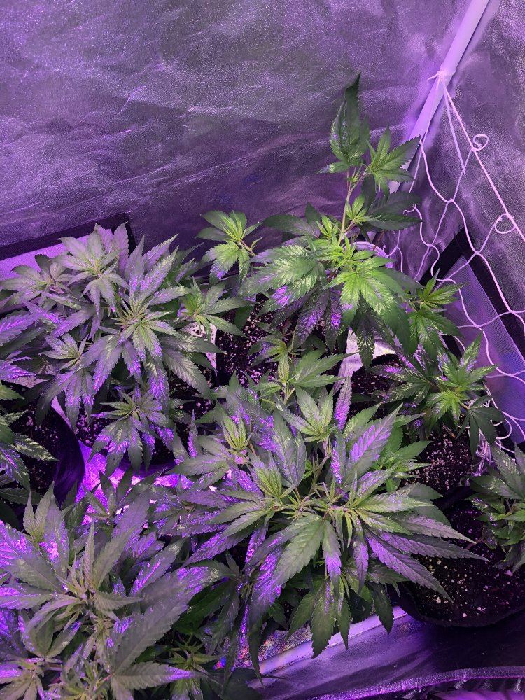 Is this enough space to flower 10 plants 4 weeks into grow 6