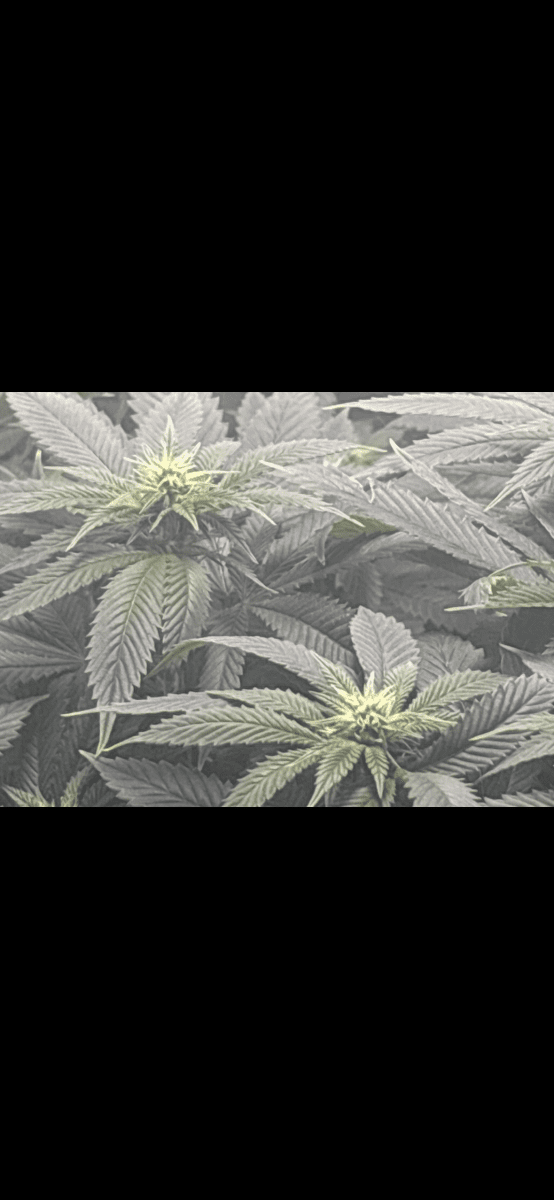 Is this flat canopy done correctly 3