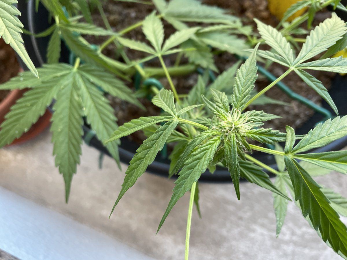 Is this flowering pre flowering should i switch fertilizers now 2