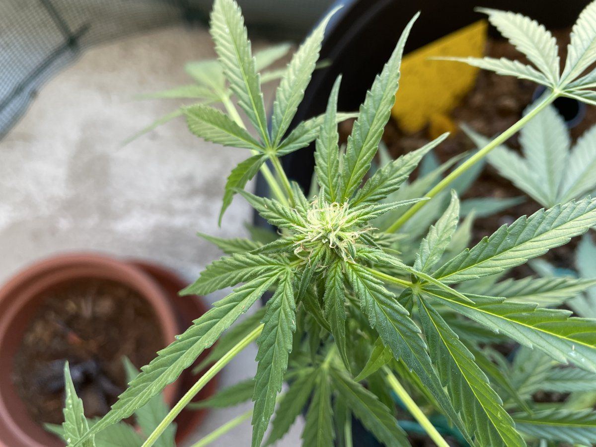 Is this flowering pre flowering should i switch fertilizers now 3