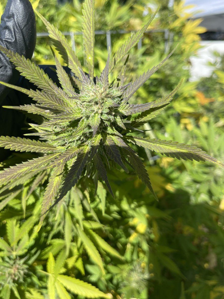 Is this green gelato ready 3