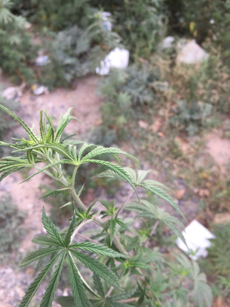Is this hemp or marijuana 3