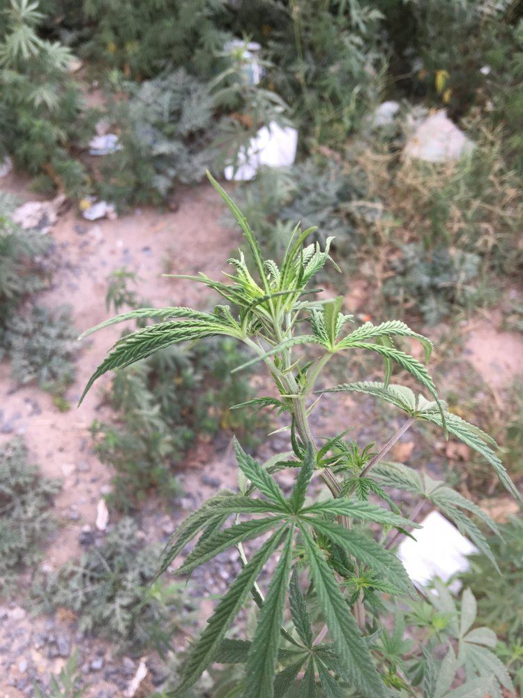 Is this hemp or marijuana 4