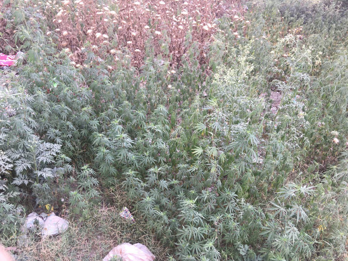 Is this hemp or marijuana 5