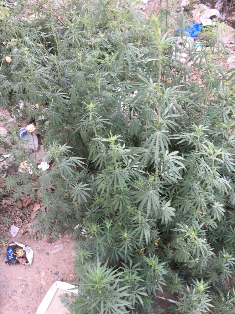 Is this hemp or marijuana 6