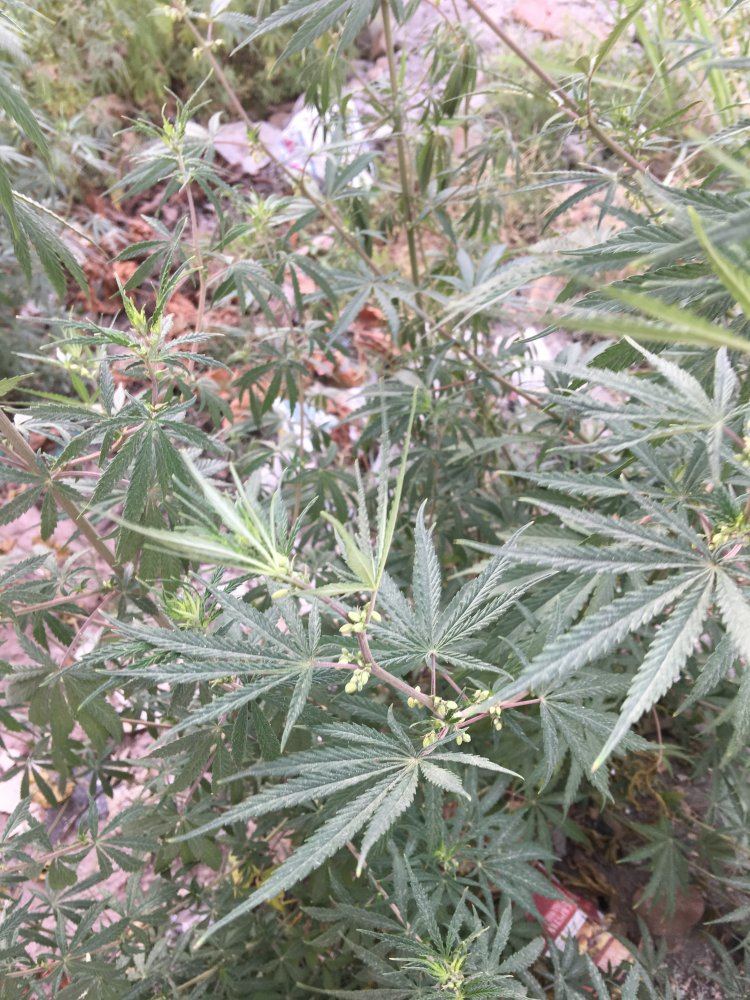 Is this hemp or marijuana 7