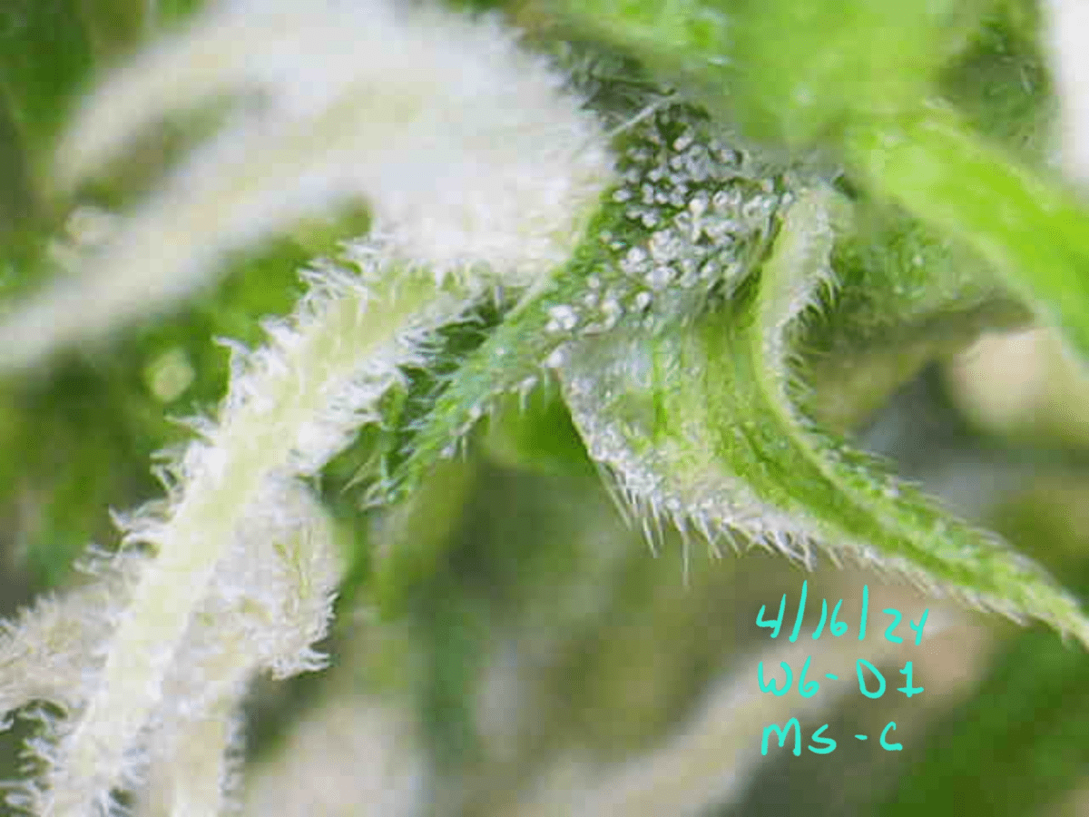 Is this how the proto buds should look 3
