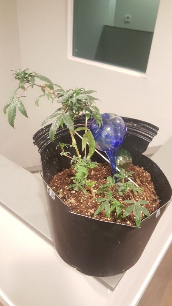 Is this indica plant healthy ninja fruit 2