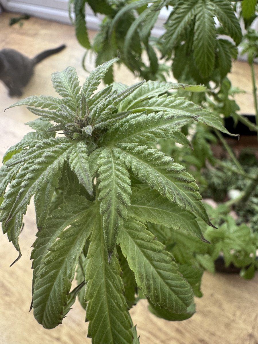 Is this just over watering or something worse 4
